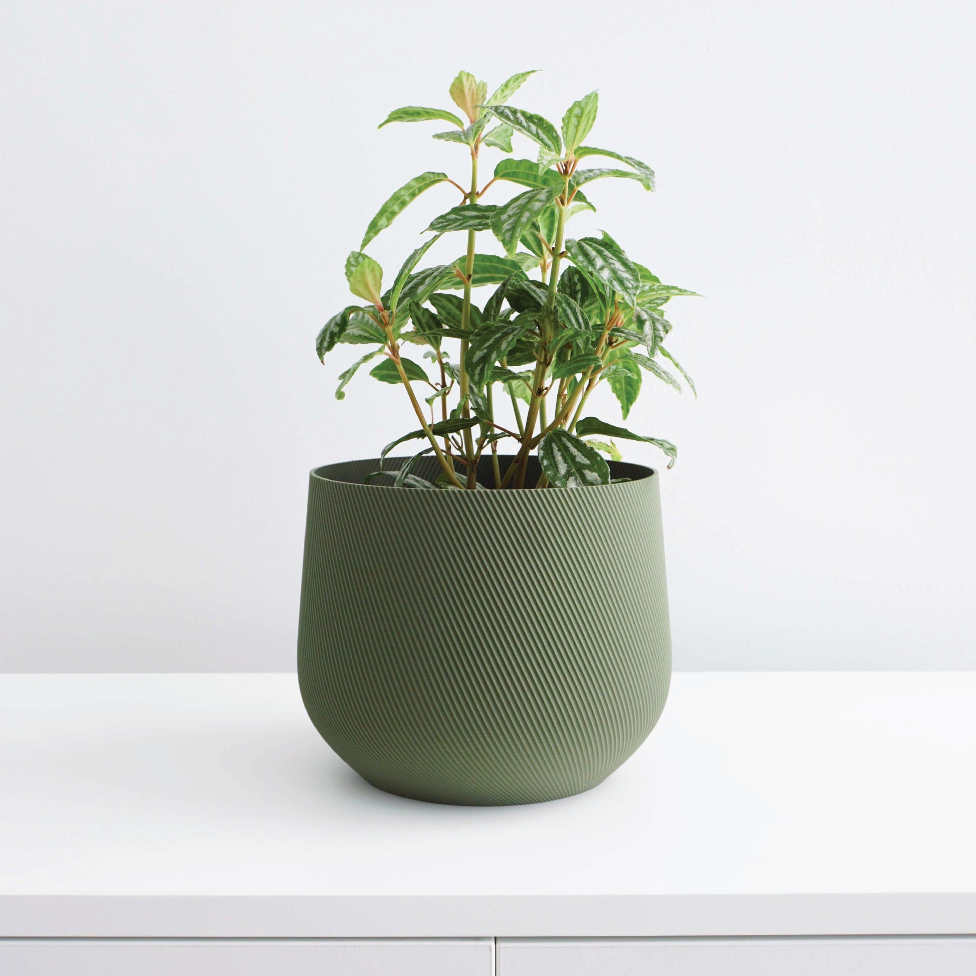 Juniper Planter Conifer