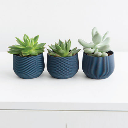 Mini Planter Set Conifer