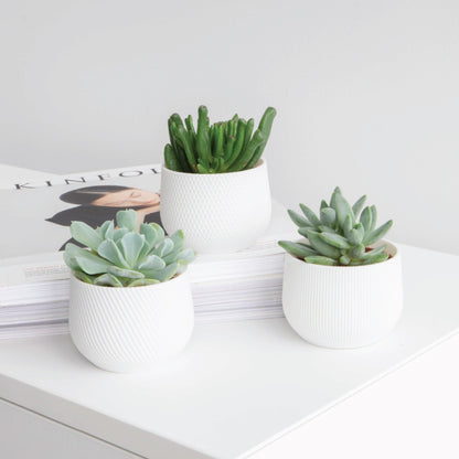 Mini Planter Set Conifer