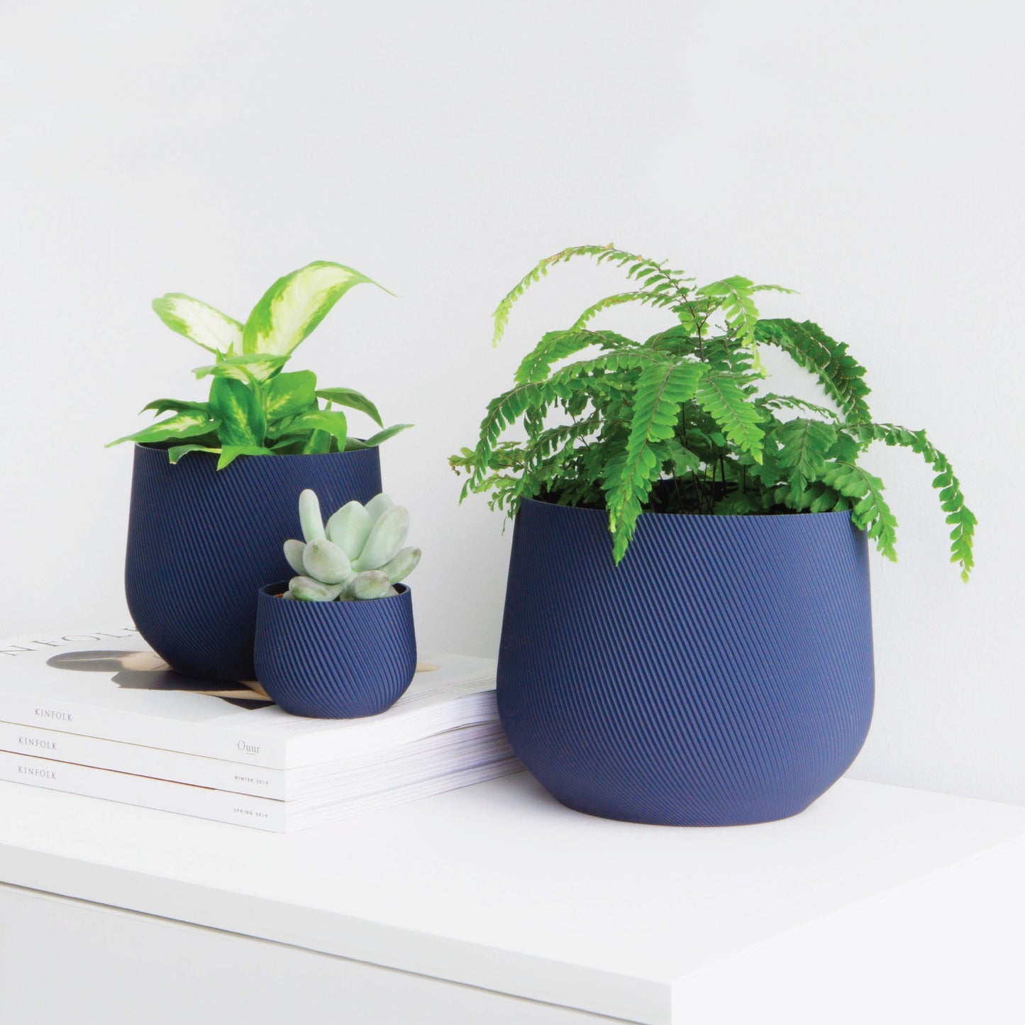 Juniper Planter Conifer