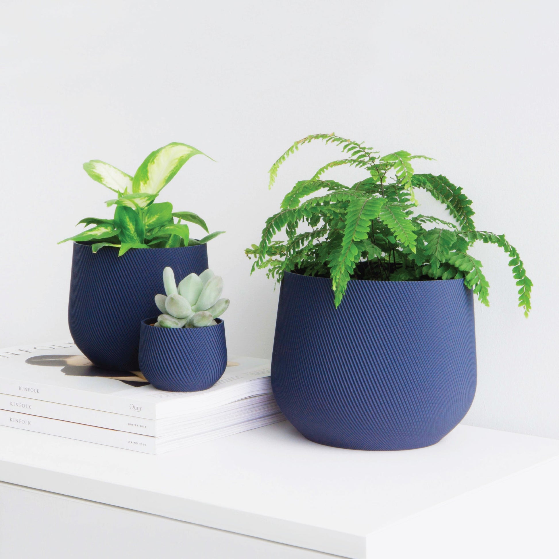 Juniper Planter Conifer