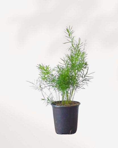 Asparagus Fern Densiflorus Mygreenscape | Buy Plants Online
