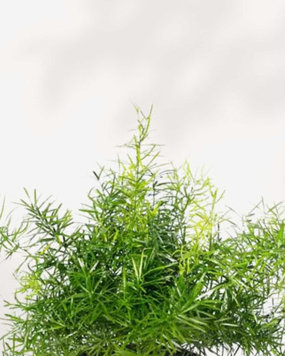 Asparagus Fern Densiflorus Mygreenscape | Buy Plants Online