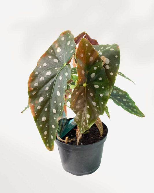 Begonia Maculata Mygreenscape | Buy Plants Online