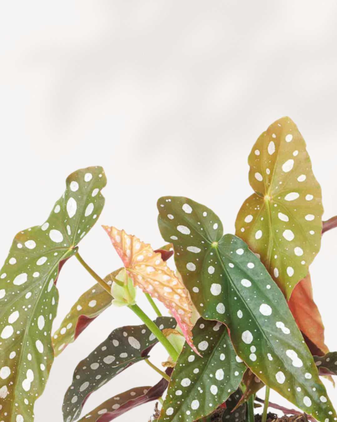 Begonia Maculata Mygreenscape | Buy Plants Online