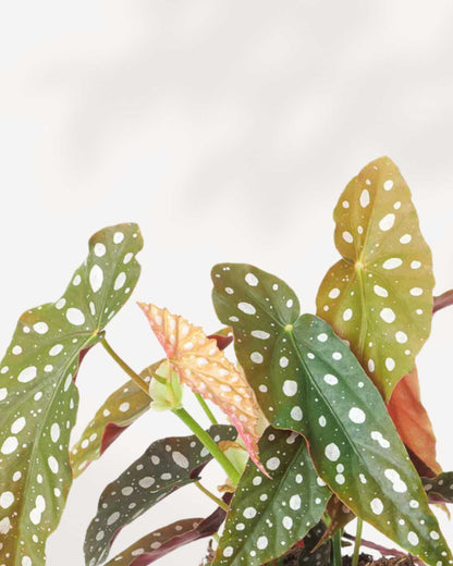 Begonia Maculata Mygreenscape | Buy Plants Online