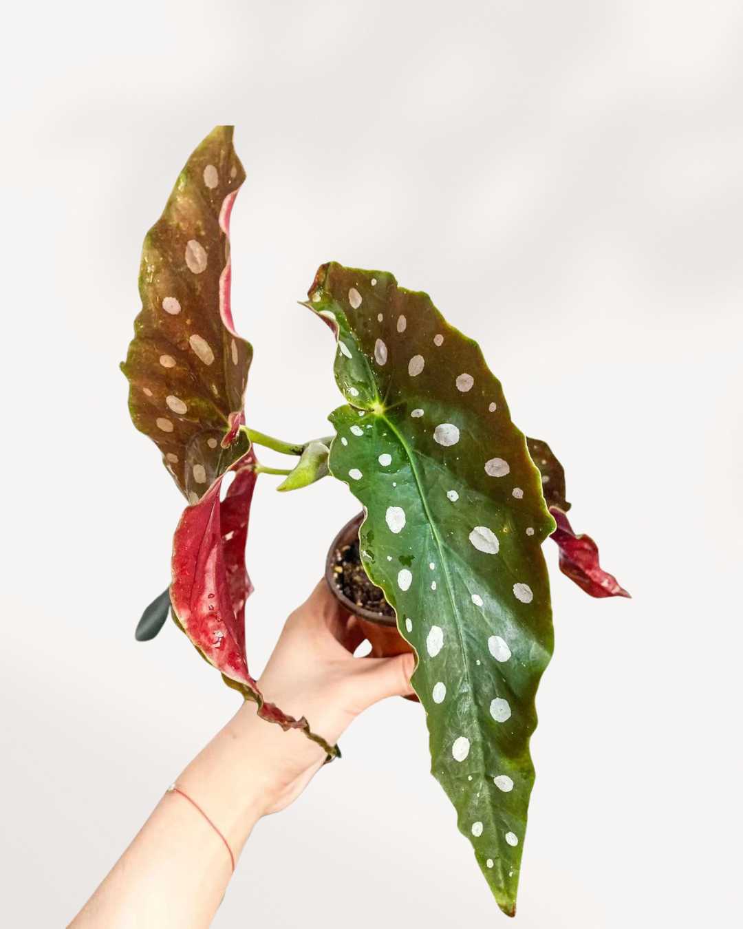 Begonia Maculata Mygreenscape | Buy Plants Online