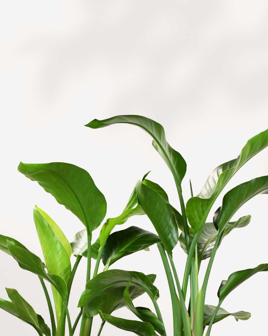 Bird of Paradise Mygreenscape | Buy Plants Online