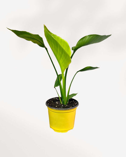 Bird of Paradise Mygreenscape | Buy Plants Online