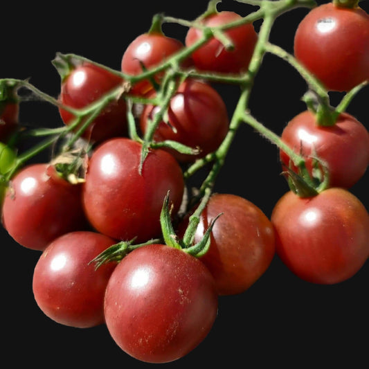 Black Cherry Tomato Metchosin Farm