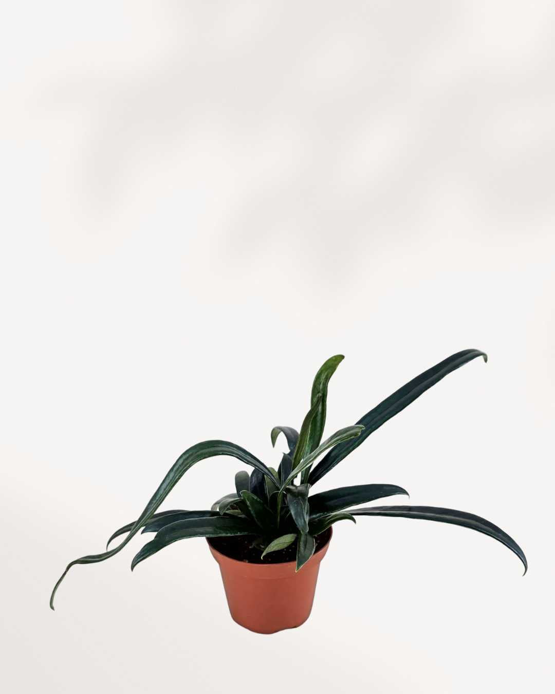 Blue Oil Fern Mygreenscape | Buy Plants Online