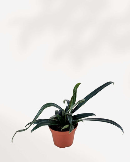 Blue Oil Fern Mygreenscape | Buy Plants Online