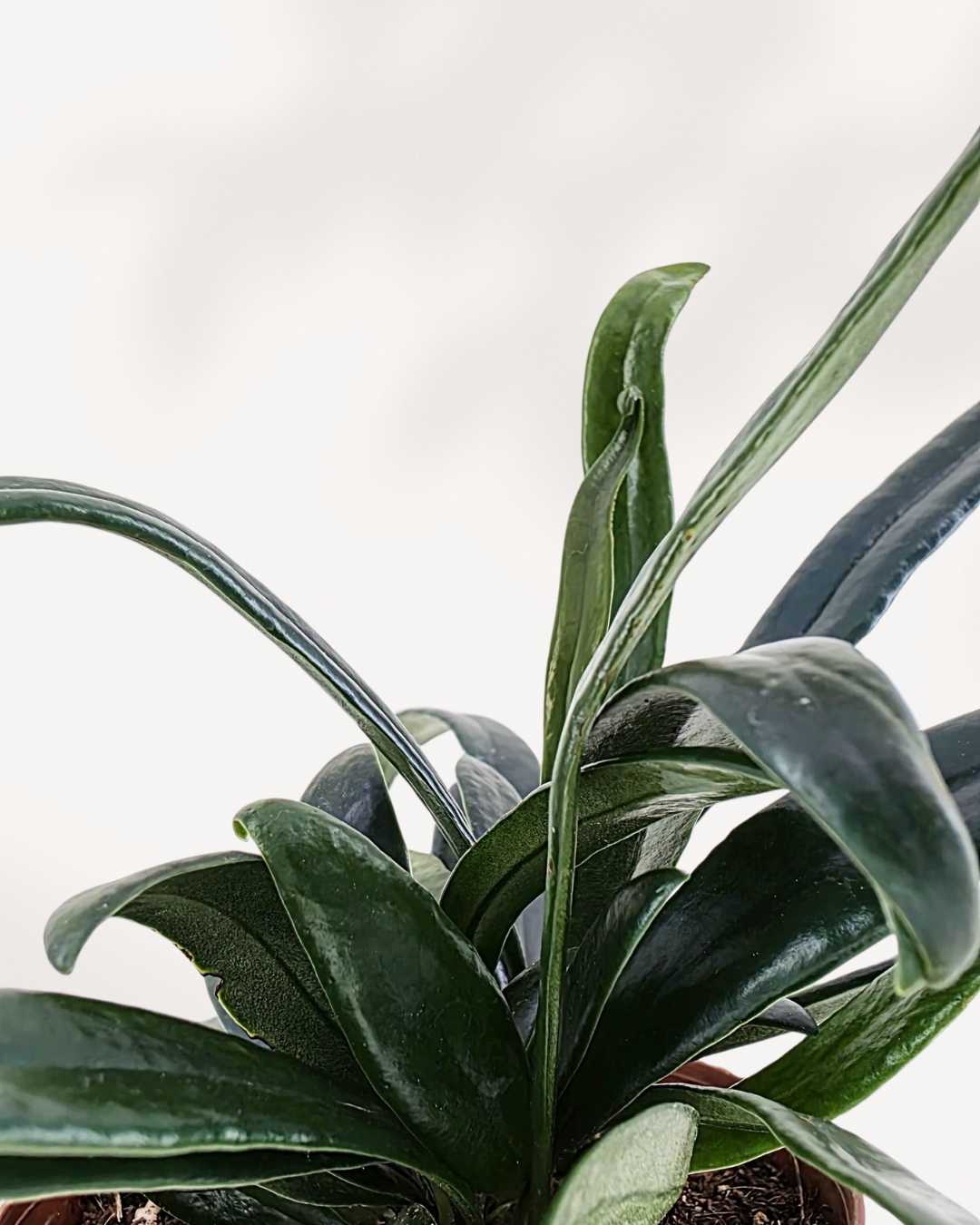 Blue Oil Fern Mygreenscape | Buy Plants Online
