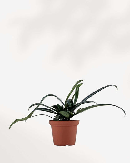 Blue Oil Fern Mygreenscape | Buy Plants Online