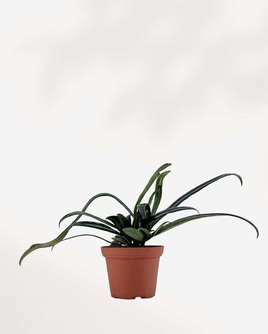 Blue Oil Fern Mygreenscape | Buy Plants Online