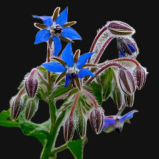Borage Metchosin Farm