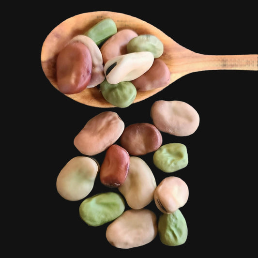 Broad Bean Mix Metchosin Farm
