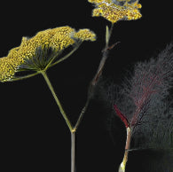 Bronze Fennel Metchosin Farm