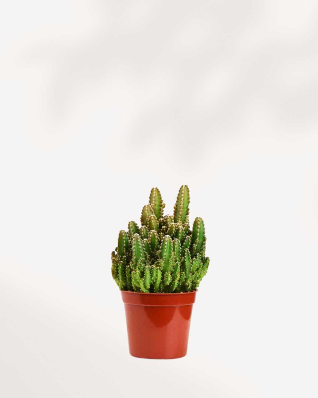 Cactus Mystery Box Mygreenscape | Buy Plants Online