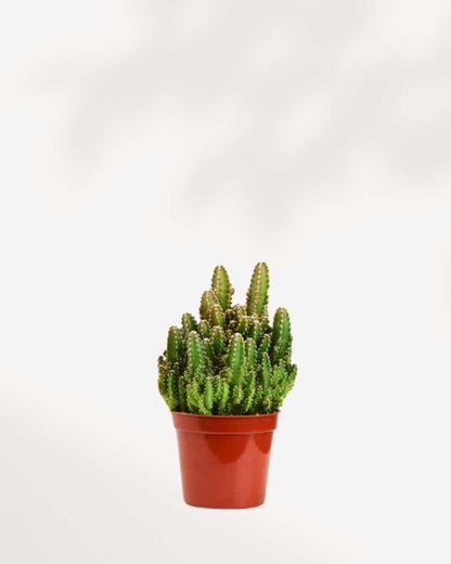 Cactus Mystery Box Mygreenscape | Buy Plants Online