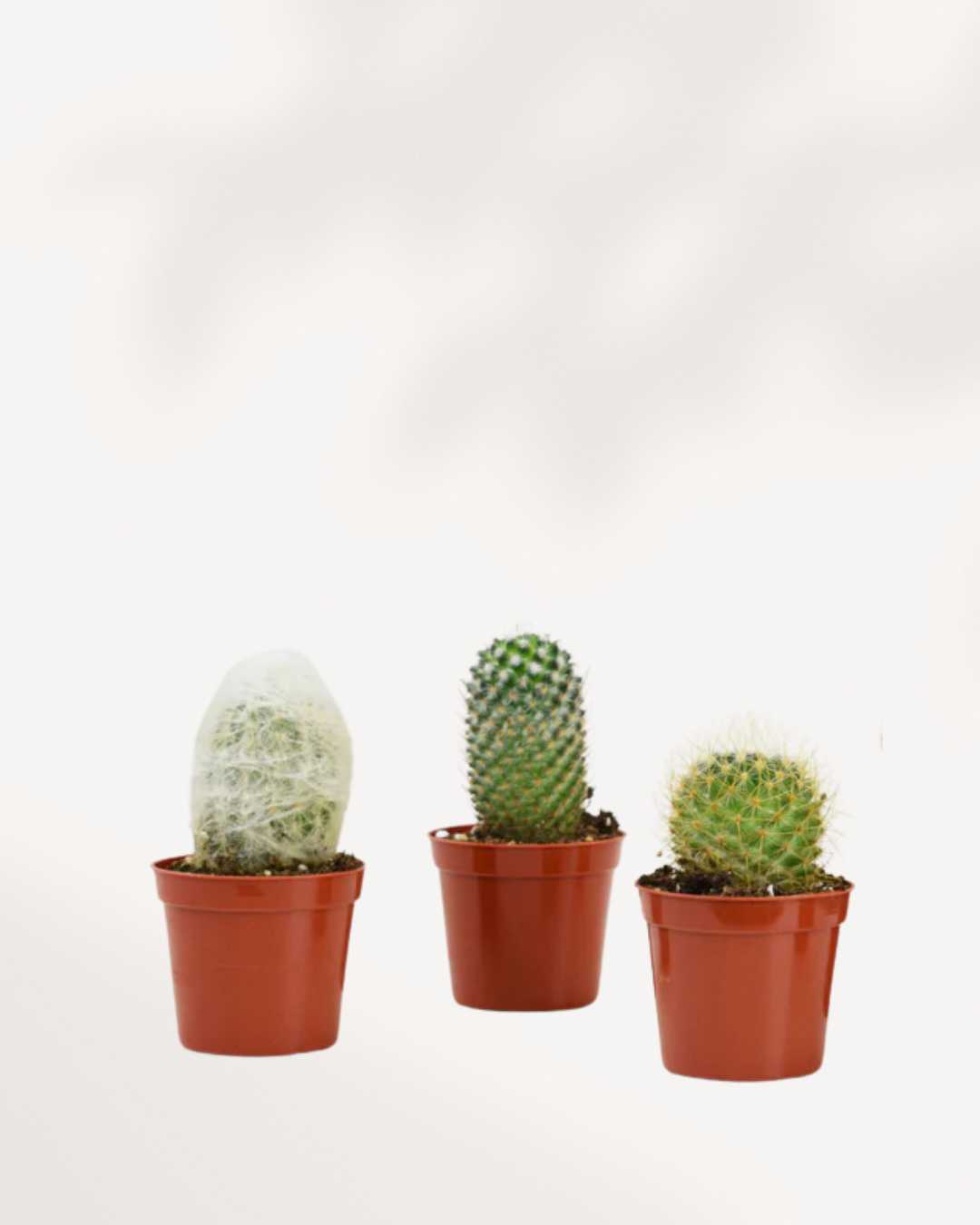 Cactus Mystery Box Mygreenscape | Buy Plants Online