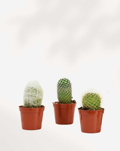 Cactus Mystery Box Mygreenscape | Buy Plants Online