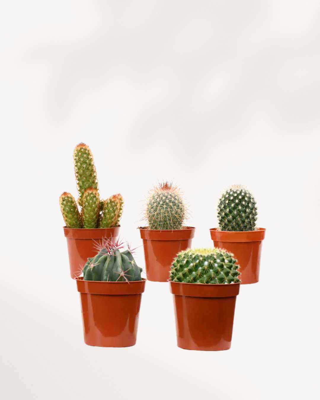 Cactus Mystery Box Mygreenscape | Buy Plants Online