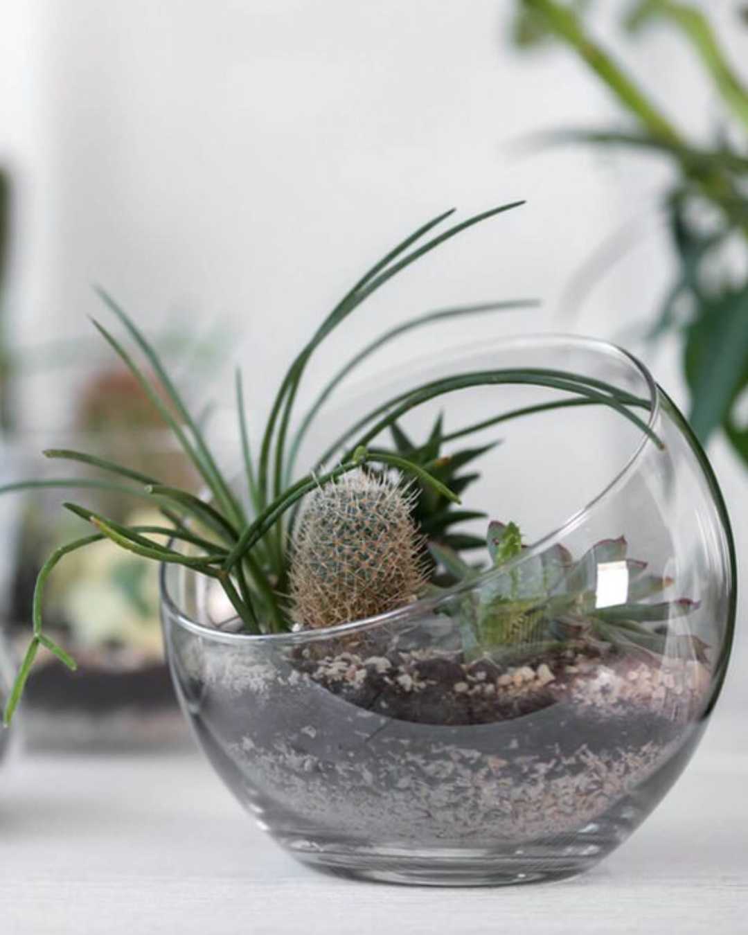 Cactus Mystery Box Mygreenscape | Buy Plants Online