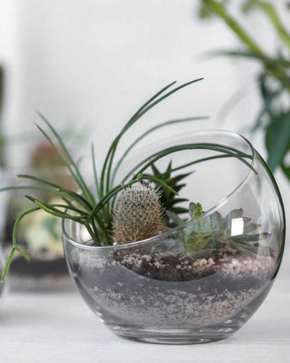 Cactus Mystery Box Mygreenscape | Buy Plants Online