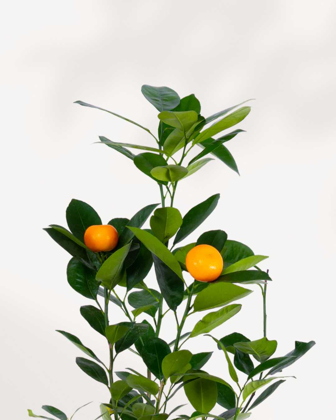 Citrus, Calamondin Orange Mygreenscape | Buy Plants Online