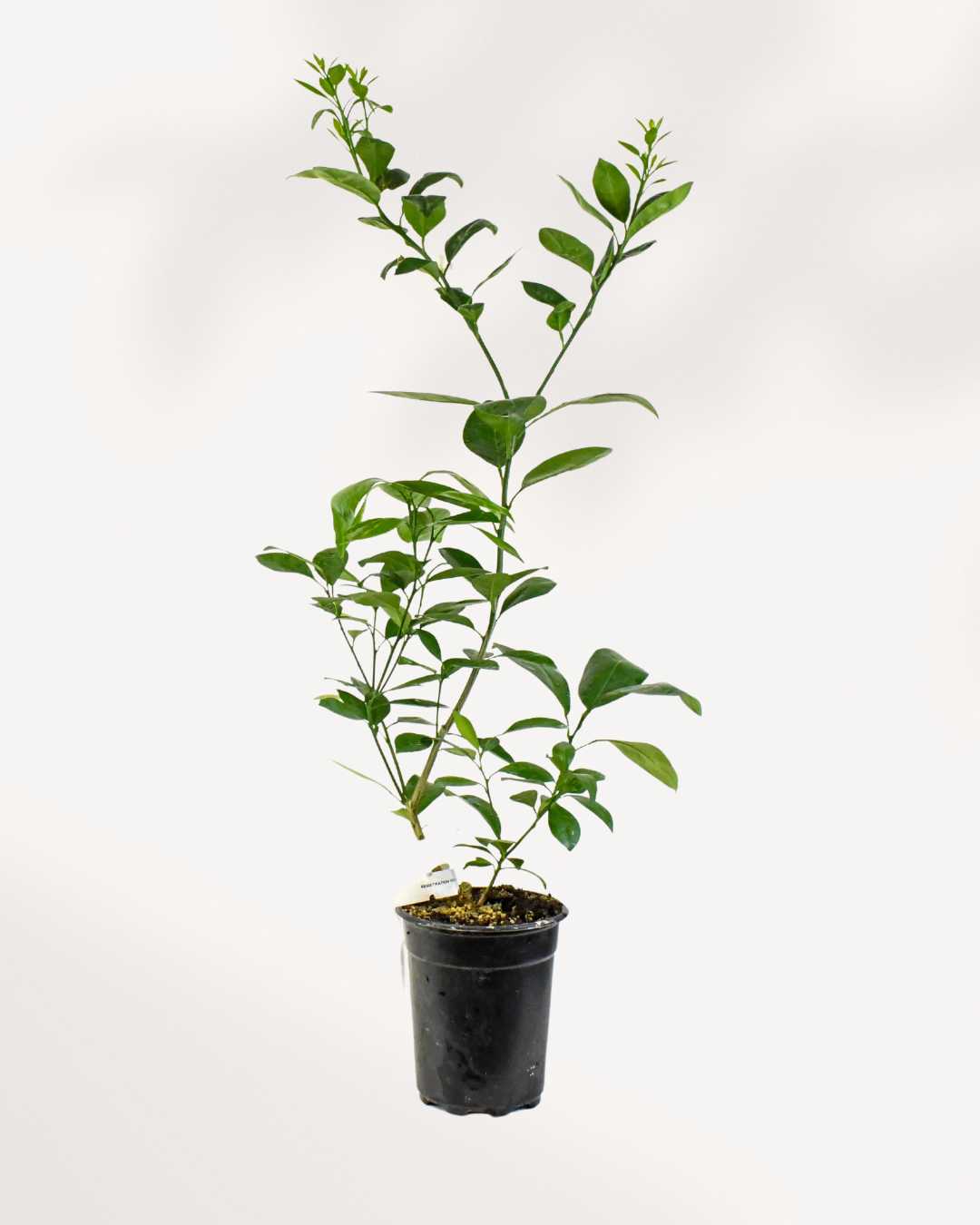 Citrus, Calamondin Orange Mygreenscape | Buy Plants Online