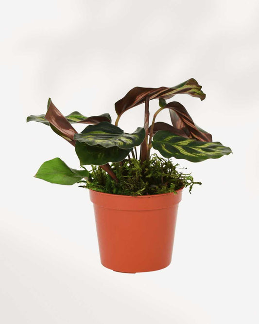 Calathea Makoyana Peacock Mygreenscape | Buy Plants Online