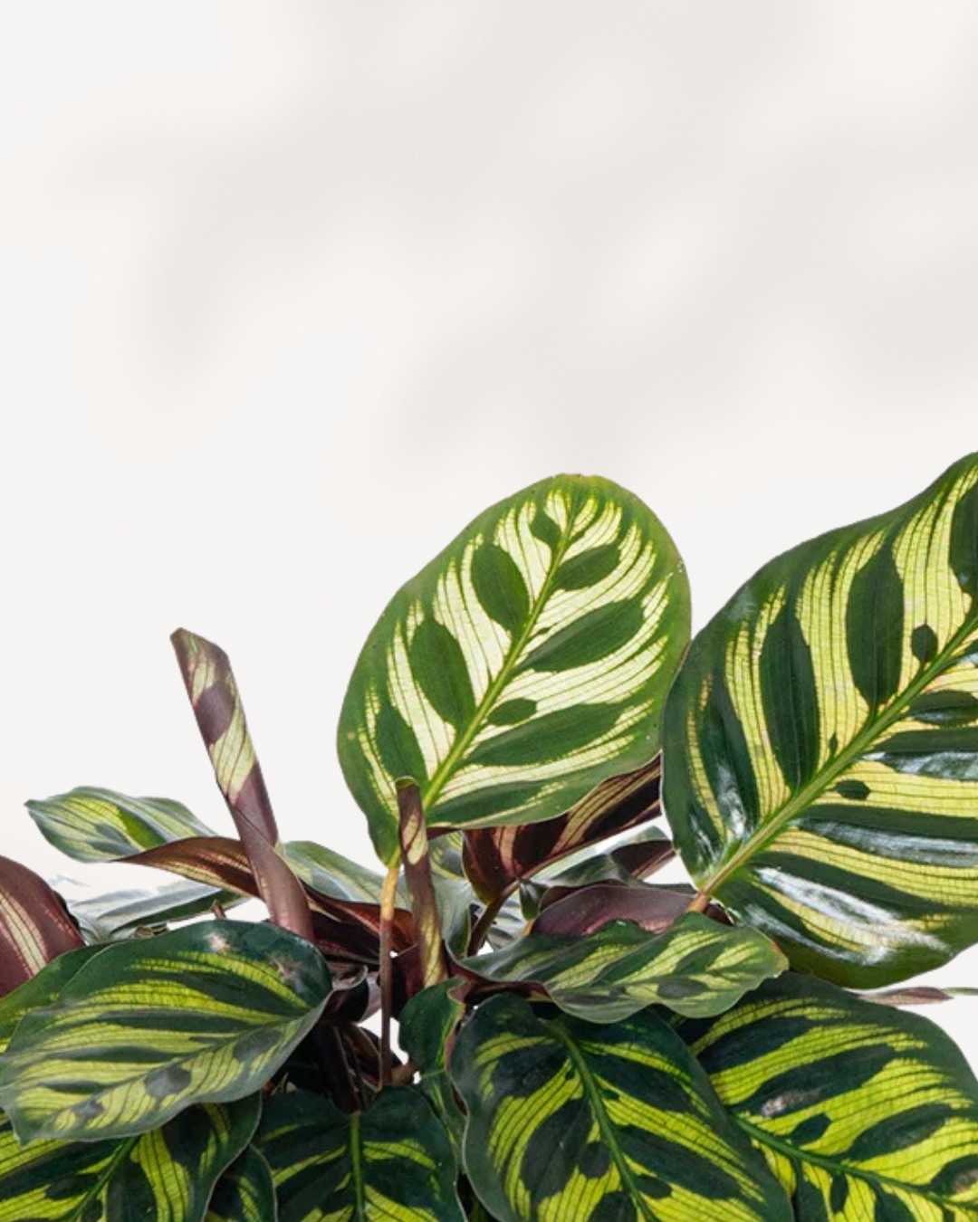 Calathea Makoyana Peacock Mygreenscape | Buy Plants Online