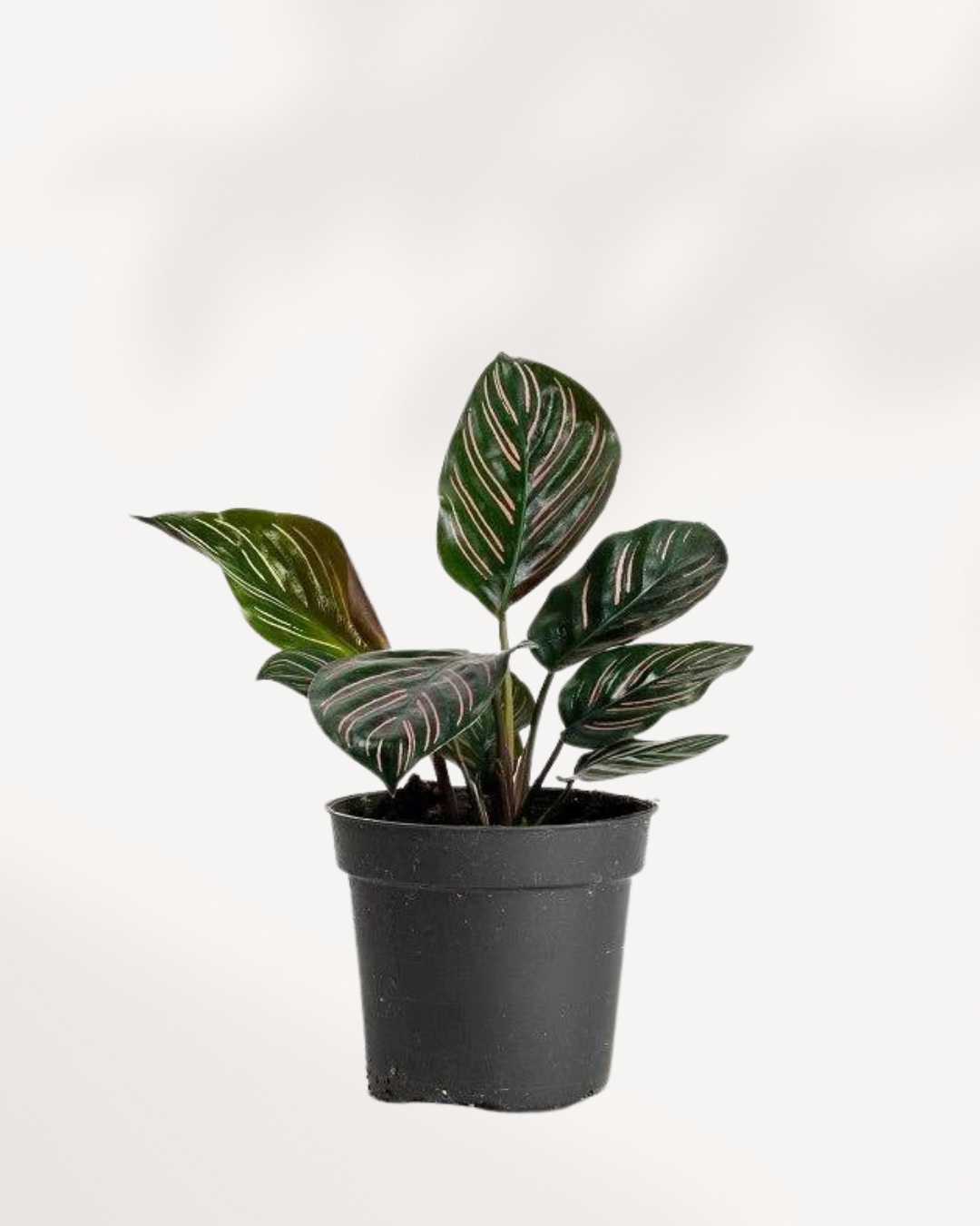 Calathea Ornata Pinstripe Mygreenscape | Buy Plants Online