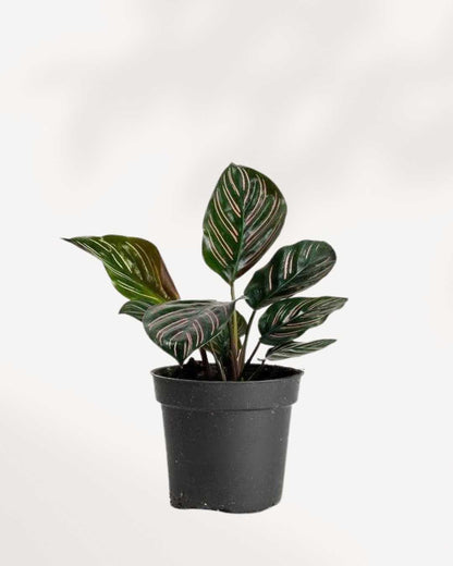 Calathea Ornata Pinstripe Mygreenscape | Buy Plants Online