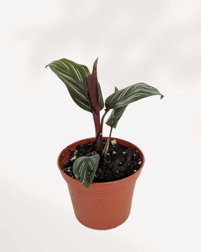 Calathea Ornata Pinstripe Mygreenscape | Buy Plants Online