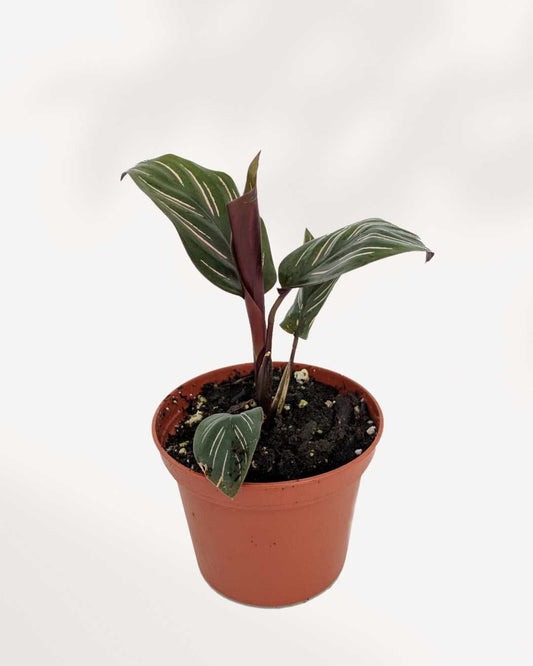 Calathea Ornata Pinstripe Mygreenscape | Buy Plants Online