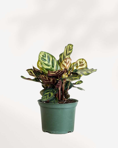 Calathea Makoyana Peacock Mygreenscape | Buy Plants Online
