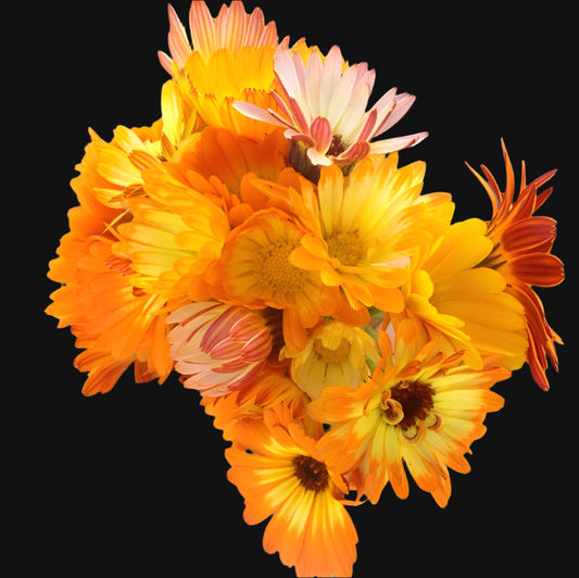 Calendula Metchosin Farm