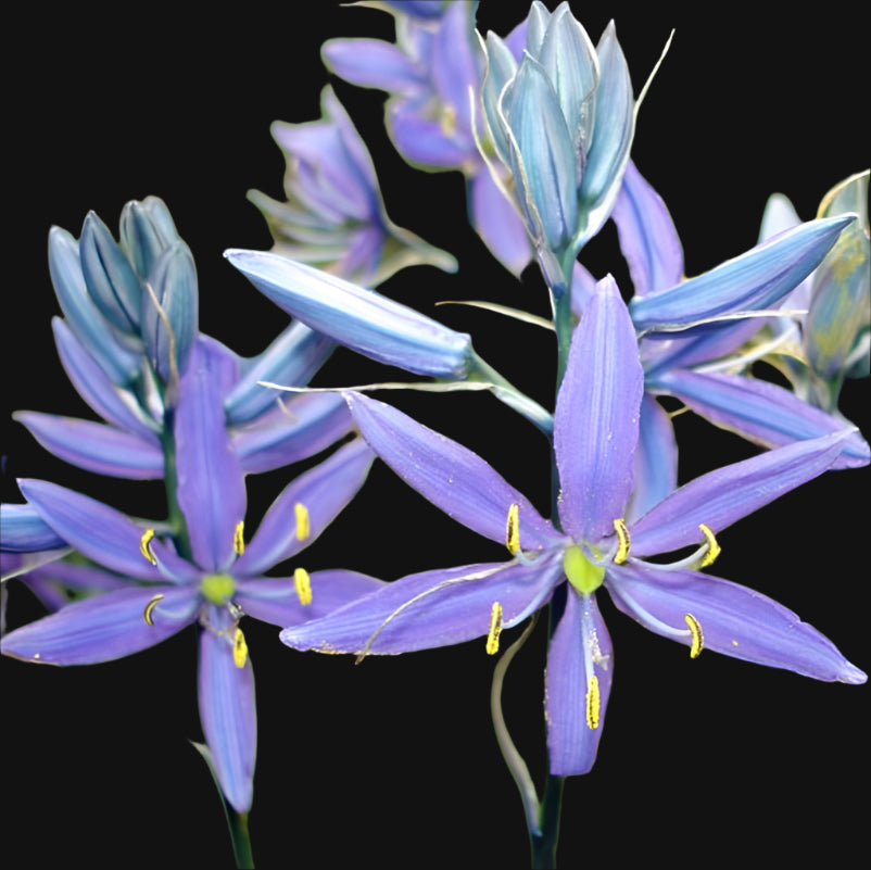 Camas Metchosin Farm