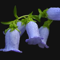 Canterbury Bells Metchosin Farm