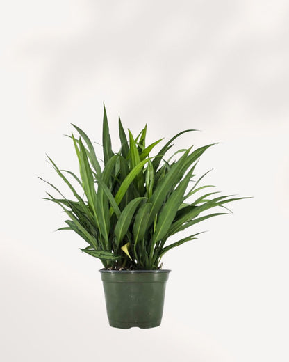 Chinese Evergreen Cutlass Mygreenscape | Buy Plants Online