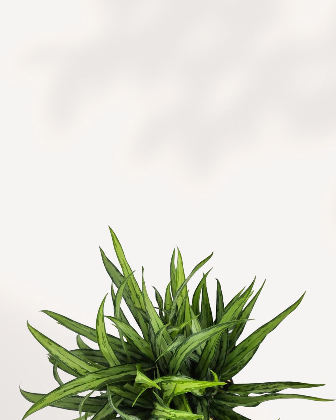 Chinese Evergreen Cutlass Mygreenscape | Buy Plants Online