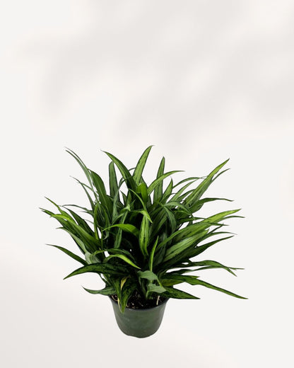 Chinese Evergreen Cutlass Mygreenscape | Buy Plants Online
