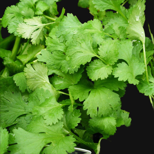 Cilantro Metchosin Farm