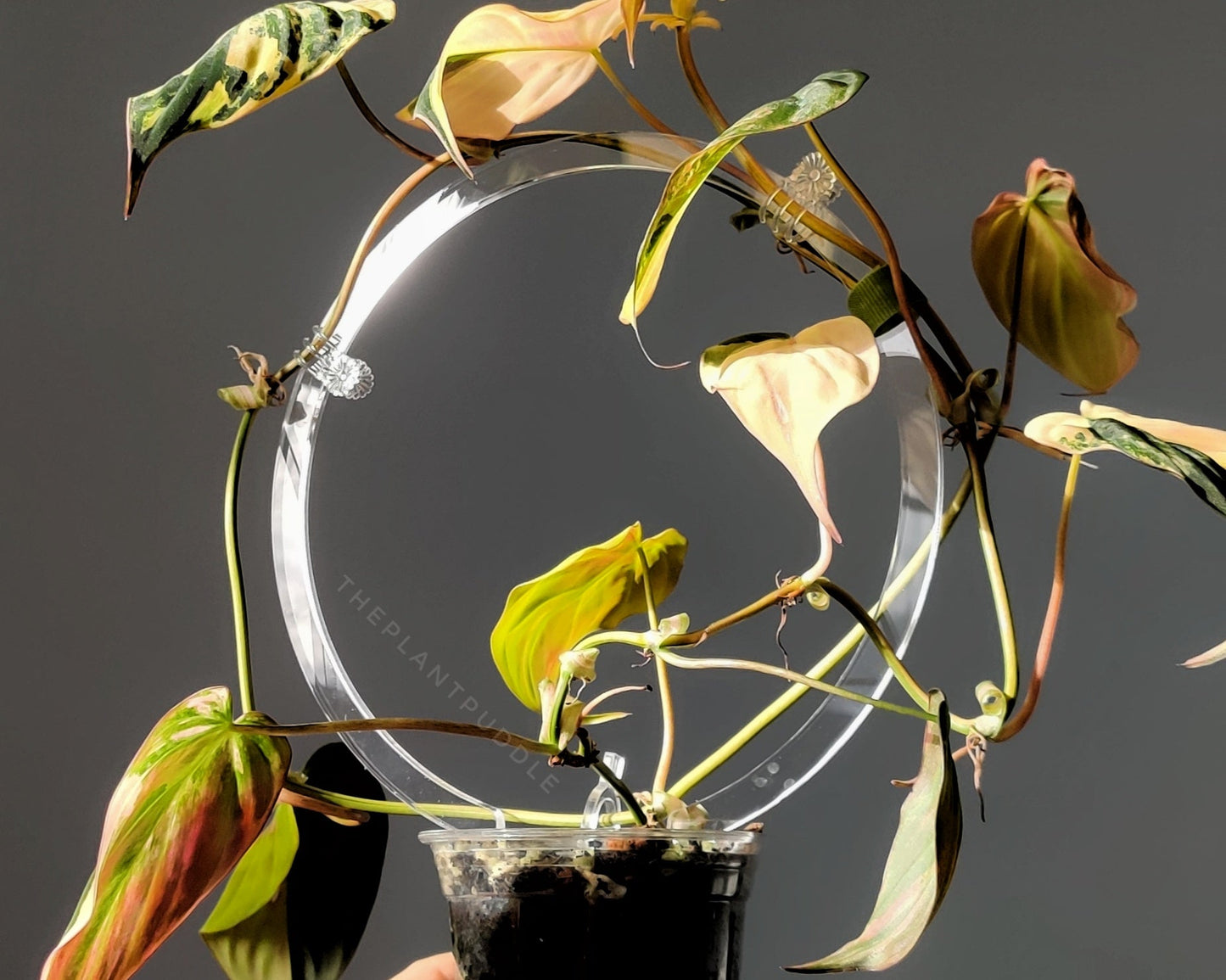 Circle Trellis - Super Clear And Durable The Plant Puddle