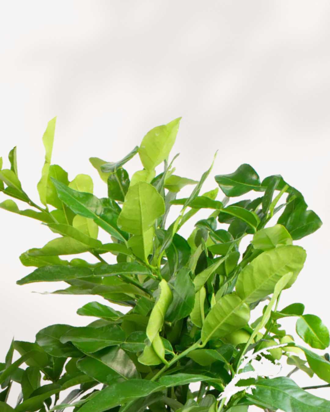 Citrus Kaffir Lime Tree Mygreenscape | Buy Plants Online