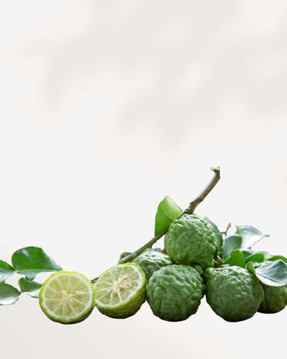 Citrus Kaffir Lime Tree Mygreenscape | Buy Plants Online