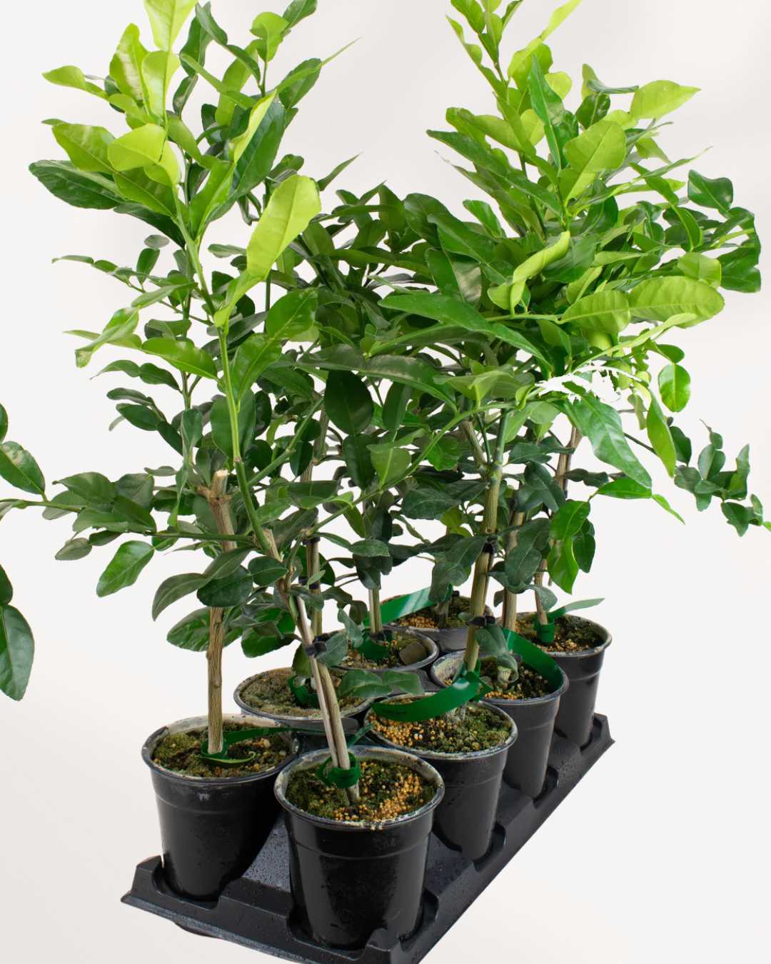 Citrus Kaffir Lime Tree Mygreenscape | Buy Plants Online