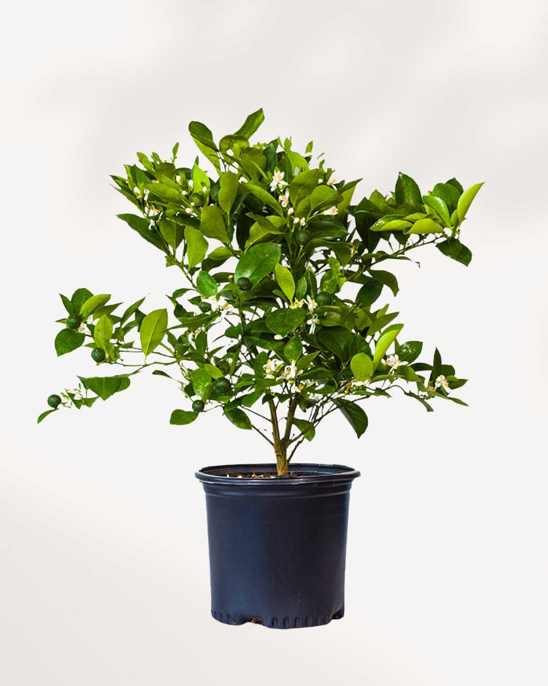 Citrus, Calamondin Orange Mygreenscape | Buy Plants Online